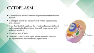 CYTOPLASM
• It is the cellular material between the plasma membrane and the
nucleus
• It is the part outside the nucleus which contain organelles and
also a nucleus
• It is a fluid that fills a cell and the cytoplasm has many different
molecules dissolved in solution, fatty acid, sugar, amino acid,
and waste products
• Formed of 80% of water
• Contents – cytosol – clear liquid portion and other structures
are organelles and inclusion bodies, cytoskeleton
 