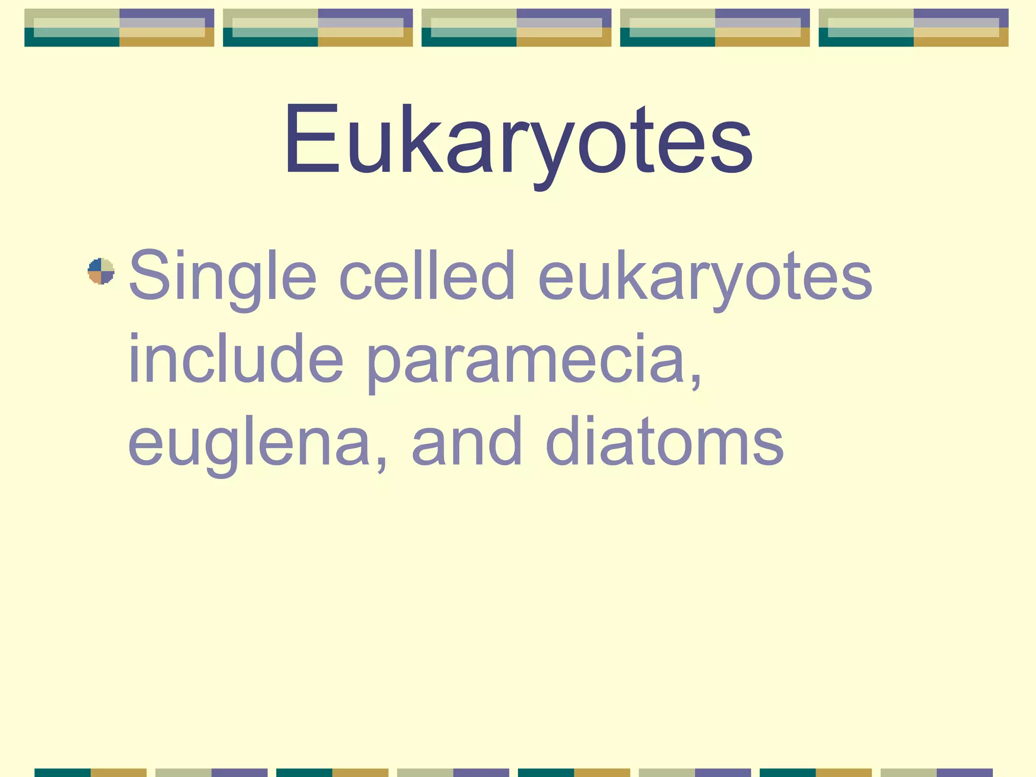 Eukaryotes Single celled eukaryotes include paramecia, euglena, and diatoms 