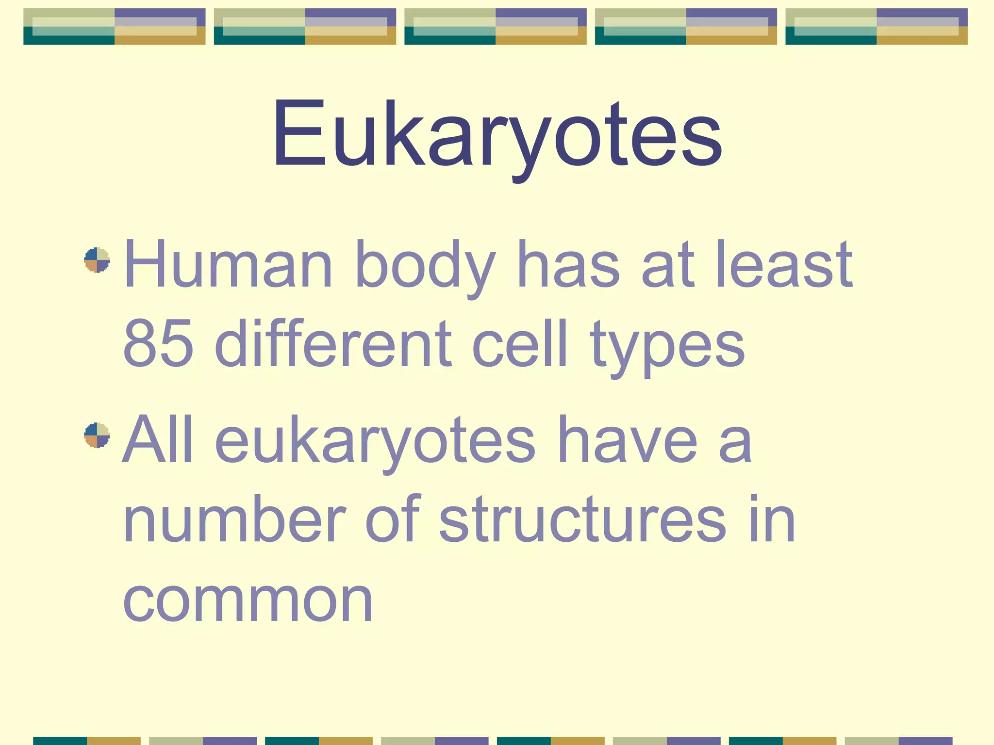 Eukaryotes Human body has at least 85 different cell types All eukaryotes have a number of structures in common 