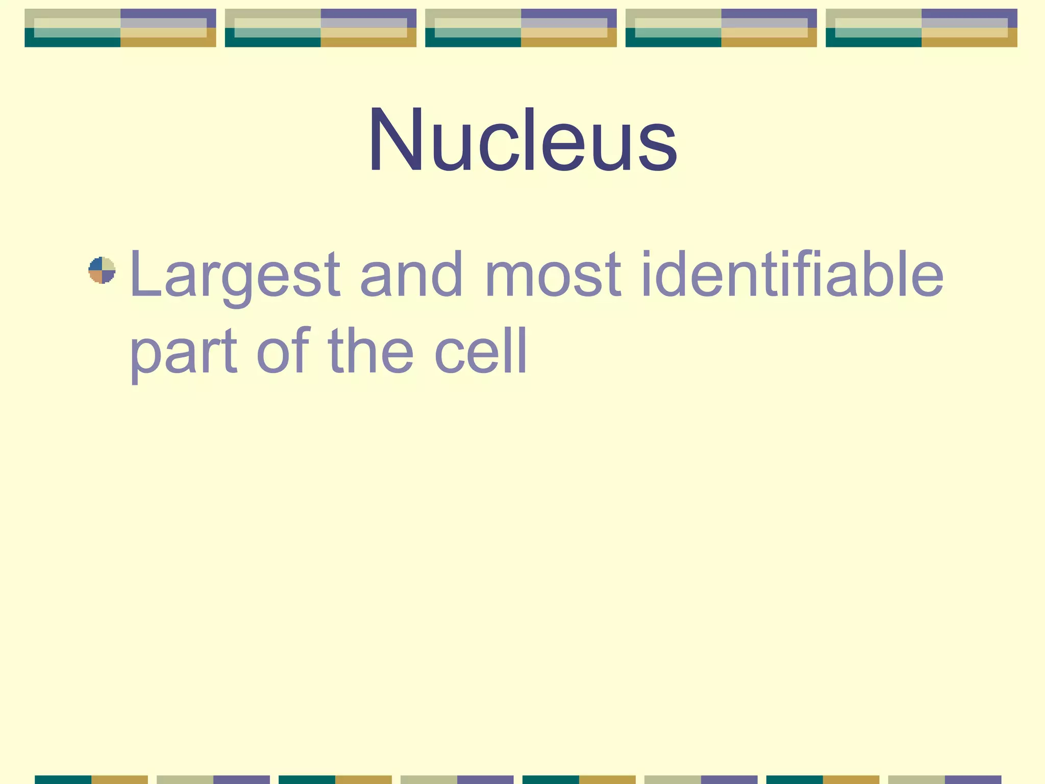 Nucleus Largest and most identifiable part of the cell 