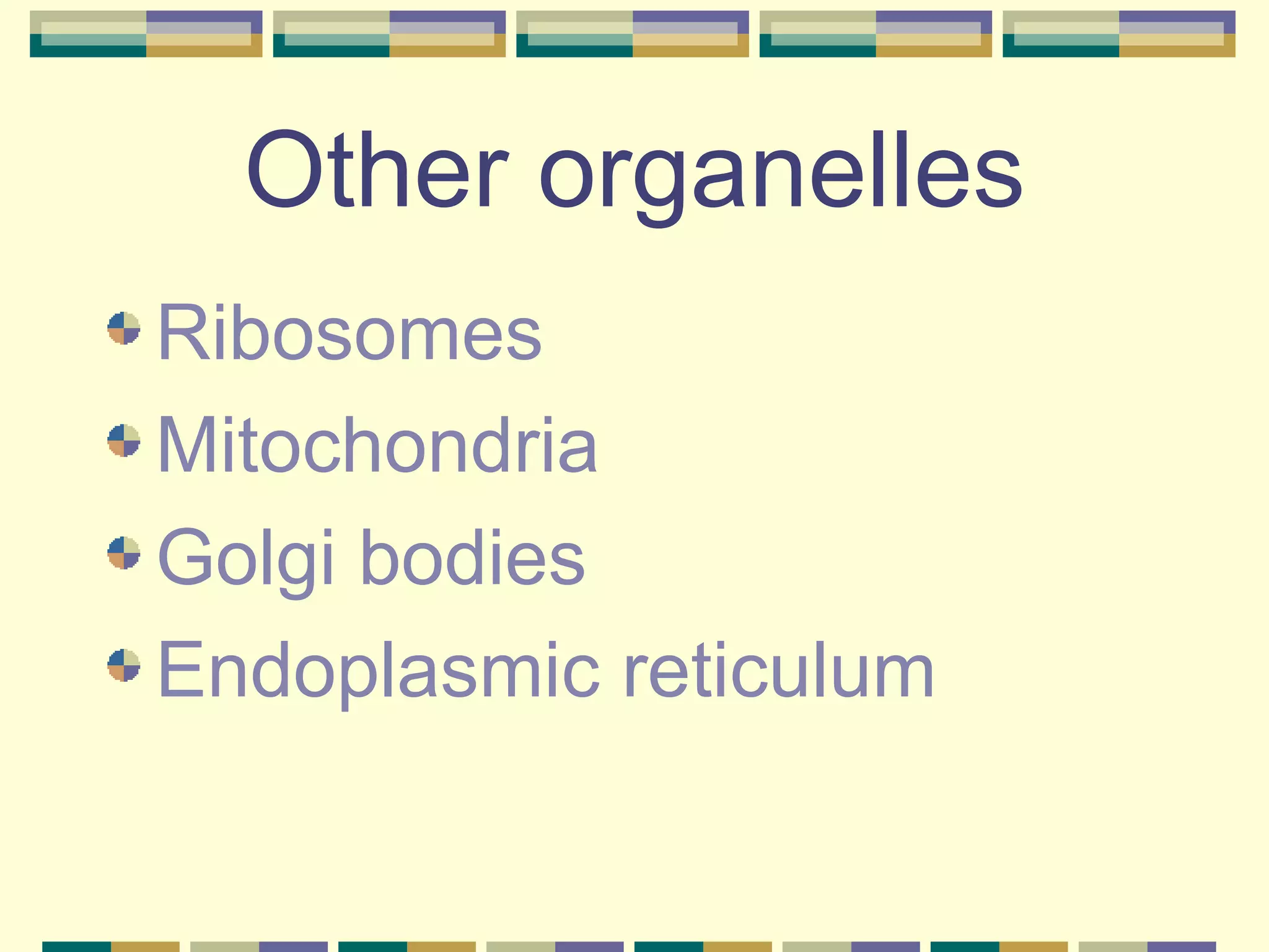 Other organelles Ribosomes Mitochondria Golgi bodies Endoplasmic reticulum 