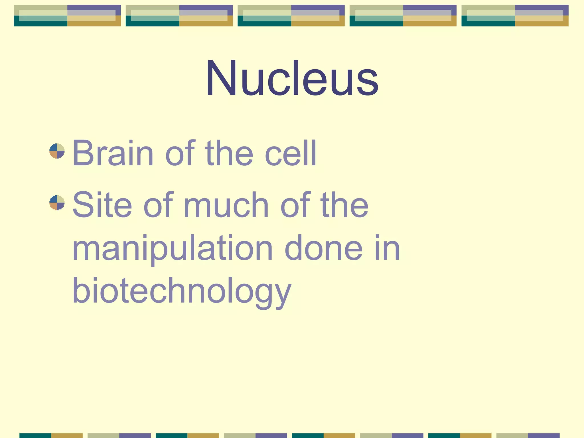 Nucleus Brain of the cell Site of much of the manipulation done in biotechnology 