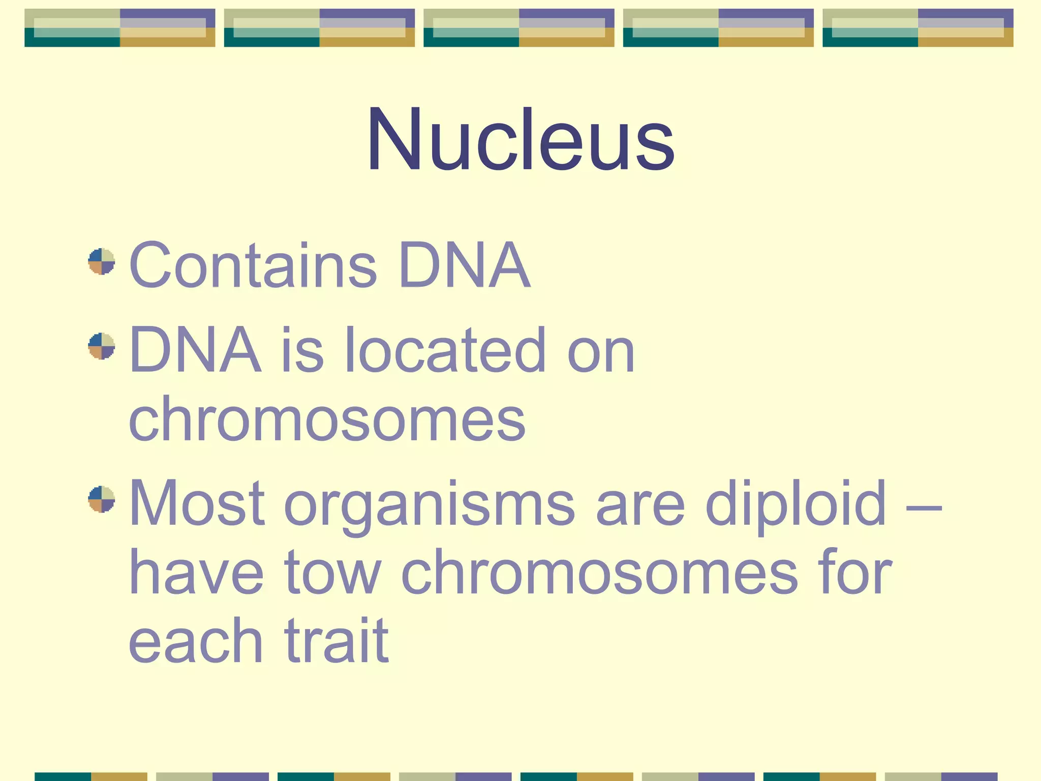 Nucleus Contains DNA DNA is located on chromosomes Most organisms are diploid – have tow chromosomes for each trait 