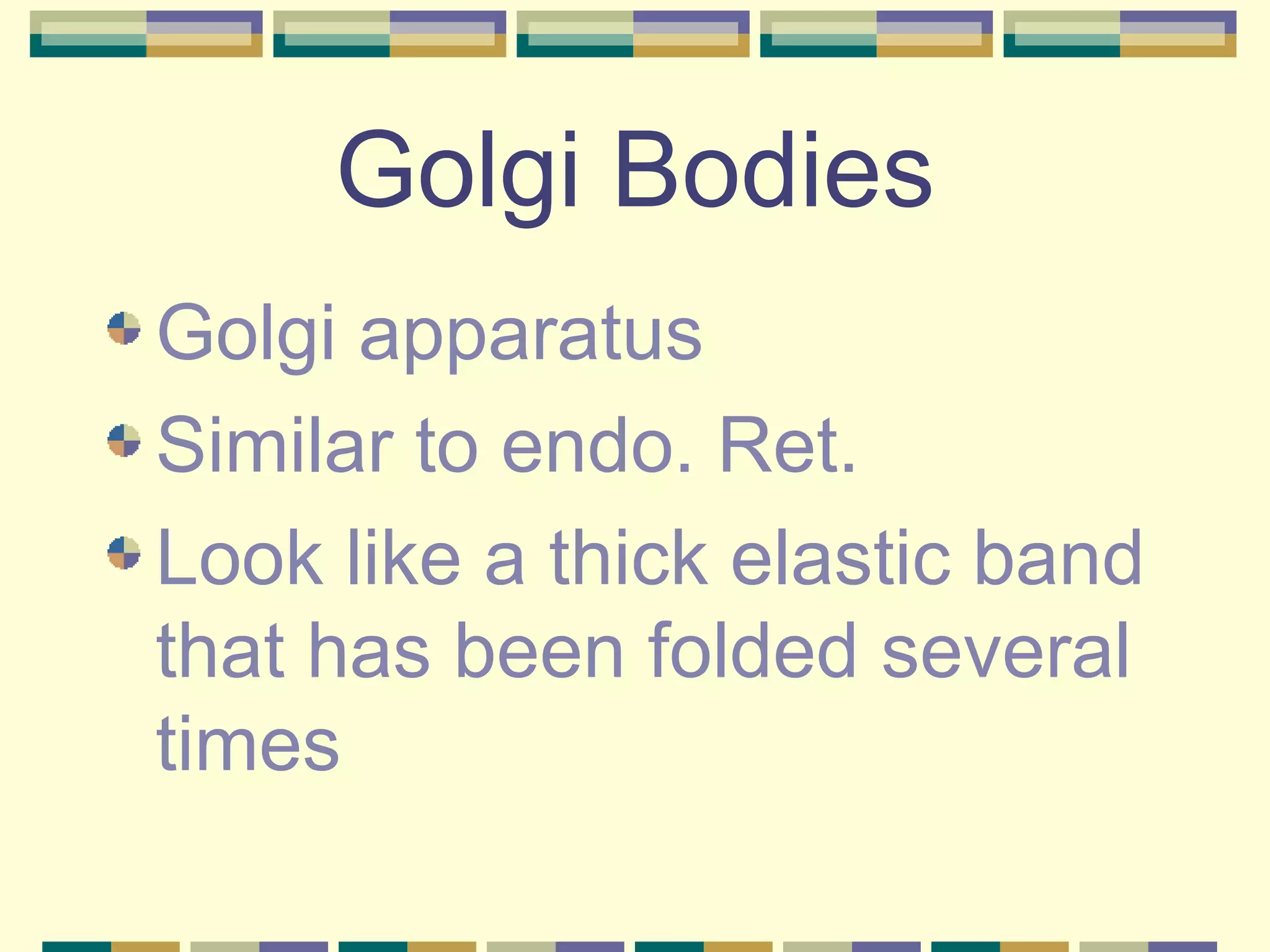 Golgi Bodies Golgi apparatus Similar to endo. Ret. Look like a thick elastic band that has been folded several times 