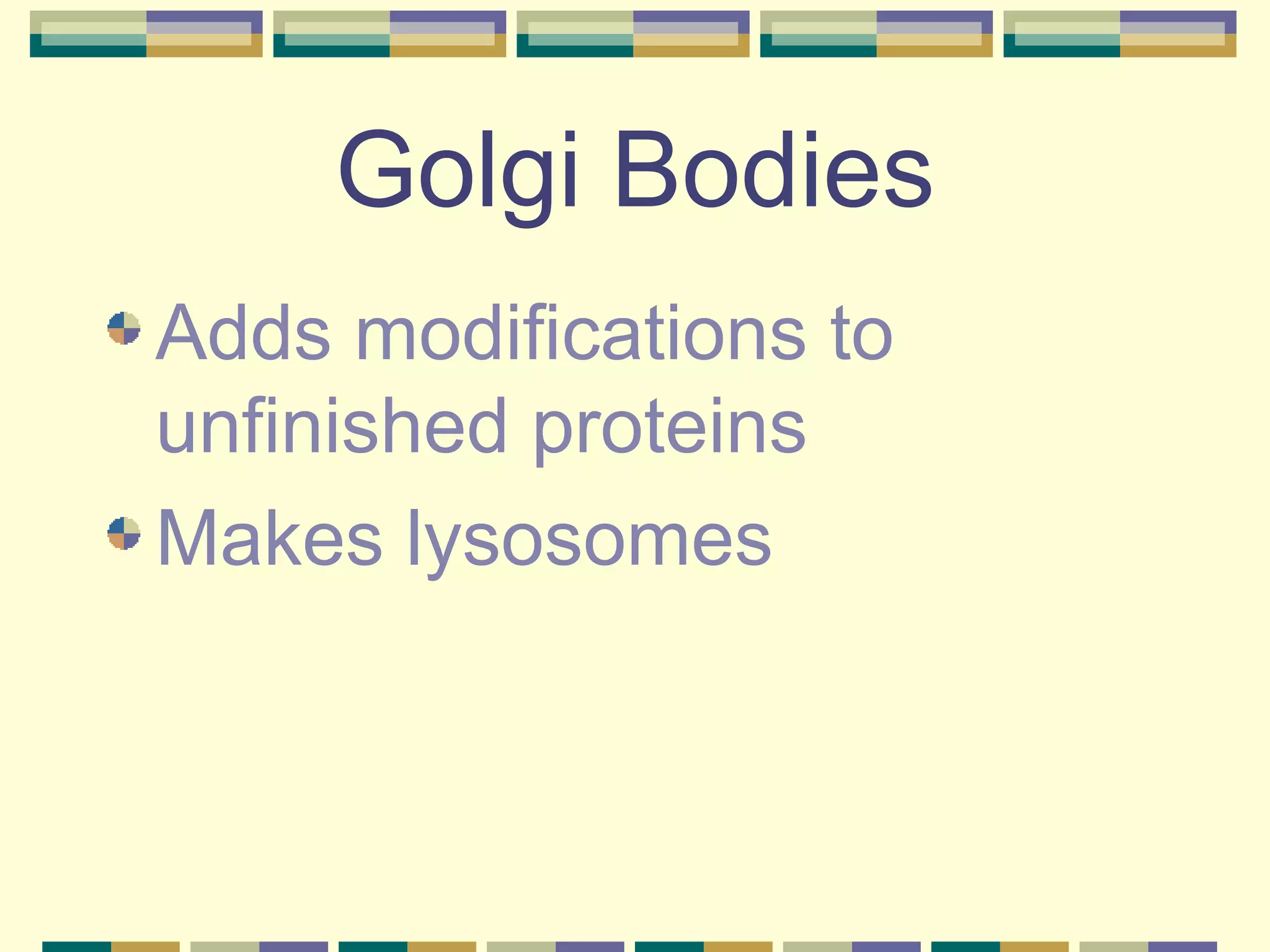 Golgi Bodies Adds modifications to unfinished proteins Makes lysosomes 