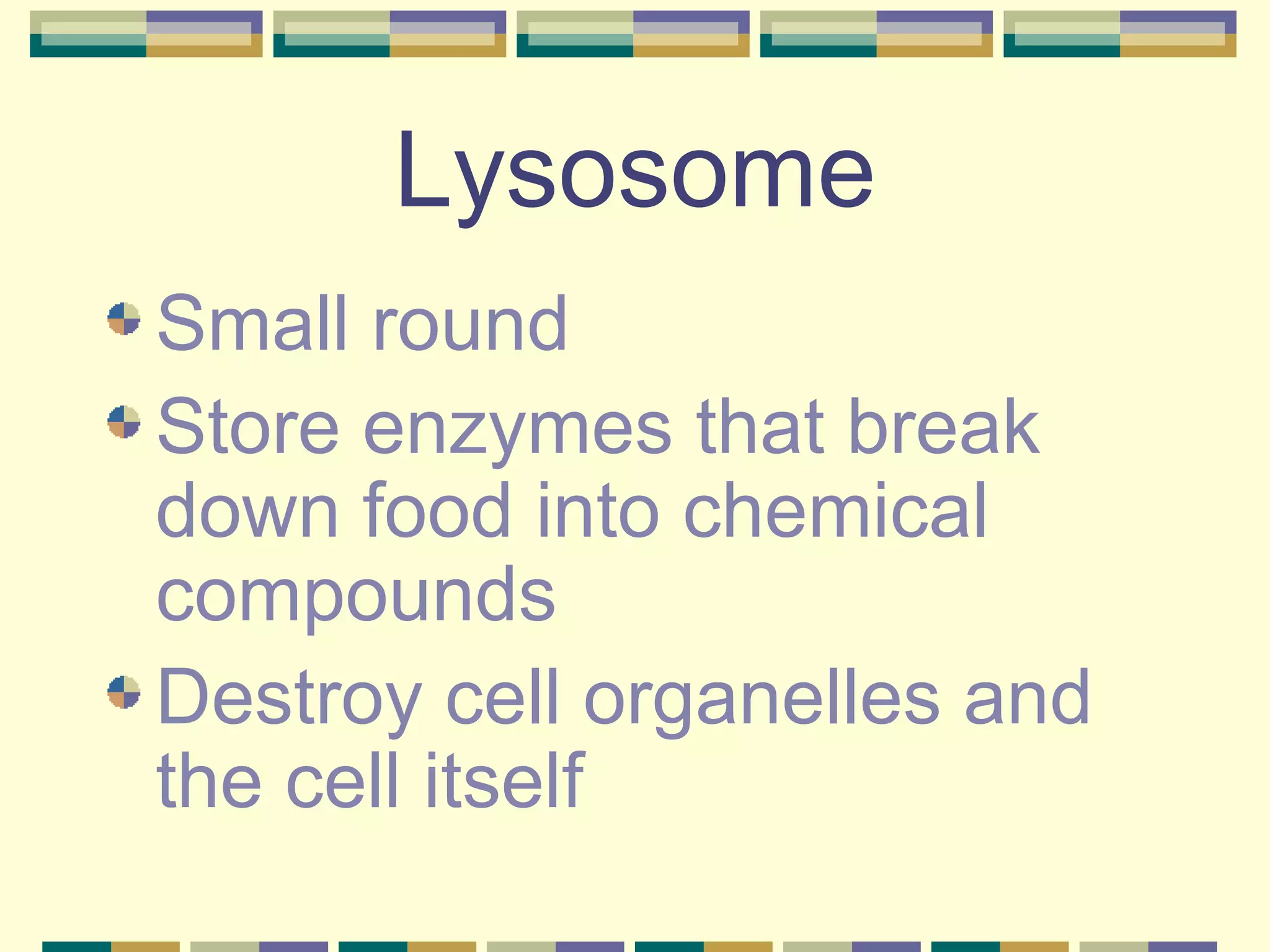 Lysosome Small round Store enzymes that break down food into chemical compounds Destroy cell organelles and the cell itself 