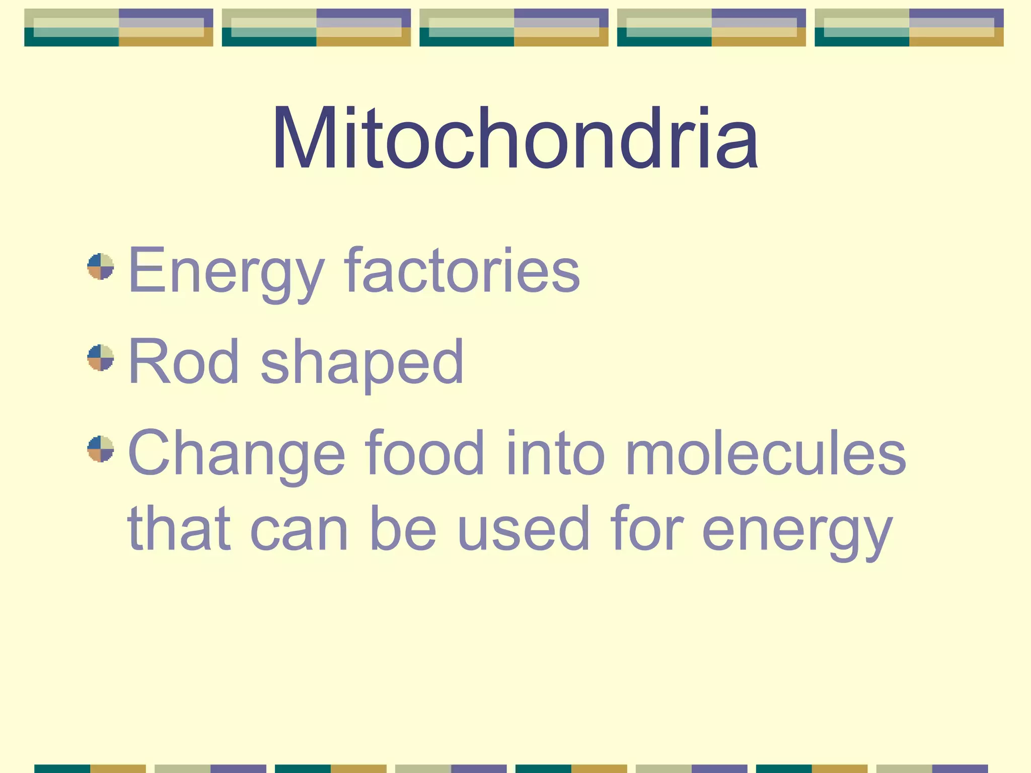 Mitochondria Energy factories Rod shaped Change food into molecules that can be used for energy 