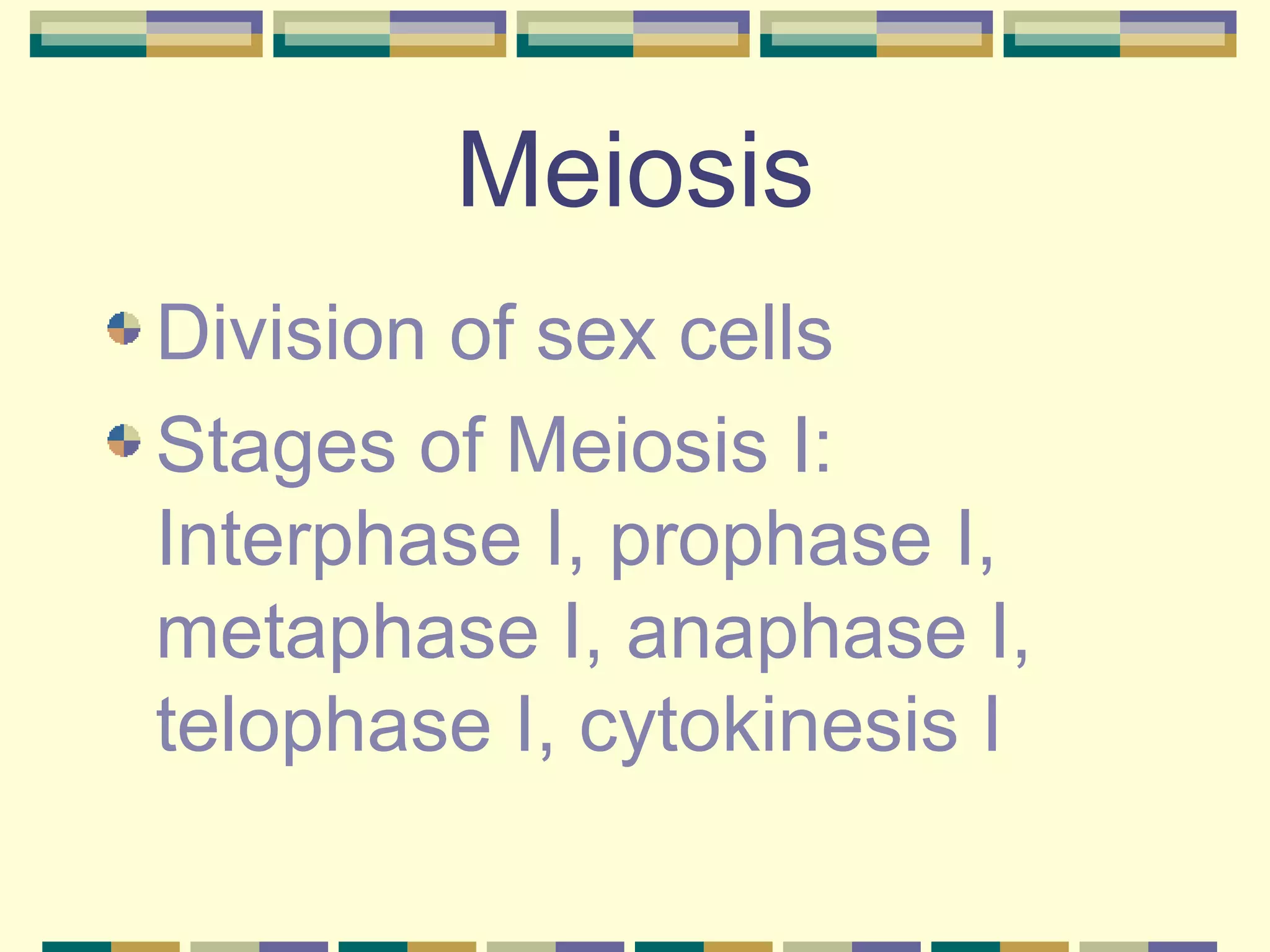Meiosis Division of sex cells Stages of Meiosis I: Interphase I, prophase I, metaphase I, anaphase I, telophase I, cytokinesis I 