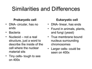 Similarities and Differences
     Prokaryotic cell                Eukaryotic cell
• DNA- circular, has no        • DNA- linear, has ends
  ends                         • Found in animals, plants,
• Bacteria                       and fungi (yeast)
• Nucleoid – not a real        • True membrane bound
  structure, just a word to      nucleus surrounding
  describe the inside of the     chromosomes
  cell where the nuclear       • Larger cells- could be
  material sits                  seen on 400x
• Tiny cells- tough to see
  on 400x
 