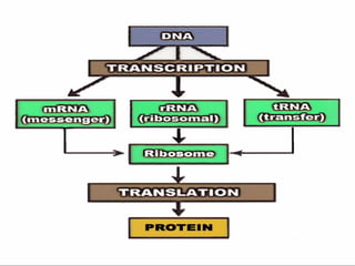 Basic chemistry and chemical composition edited (1)