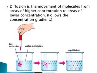  Diffusion is the movement of molecules from
areas of higher concentration to areas of
lower concentration. (Follows the
concentration gradient.)
 