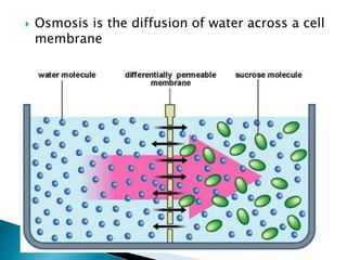  Osmosis is the diffusion of water across a cell
membrane
 