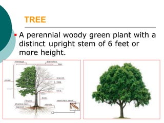 Basic cobcepts of Forestry and Agro-Forestry W-24.pdf