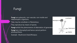 Fungi
Fungi are eukaryotic, non-vascular, non-motile and
heterotrophic organisms.
They may be unicellular or filamentous.
They reproduce by means of spores.
Fungi exhibit the phenomenon of alternation of generation.
Fungi lack chlorophyll and hence cannot perform
photosynthesis.
Example : Mushroom,Yeast,Rhizopus
 