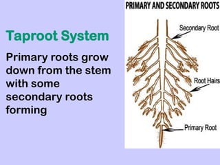 Taproot System Definition Basic concept of Plant to clear All concept Clear | PPT