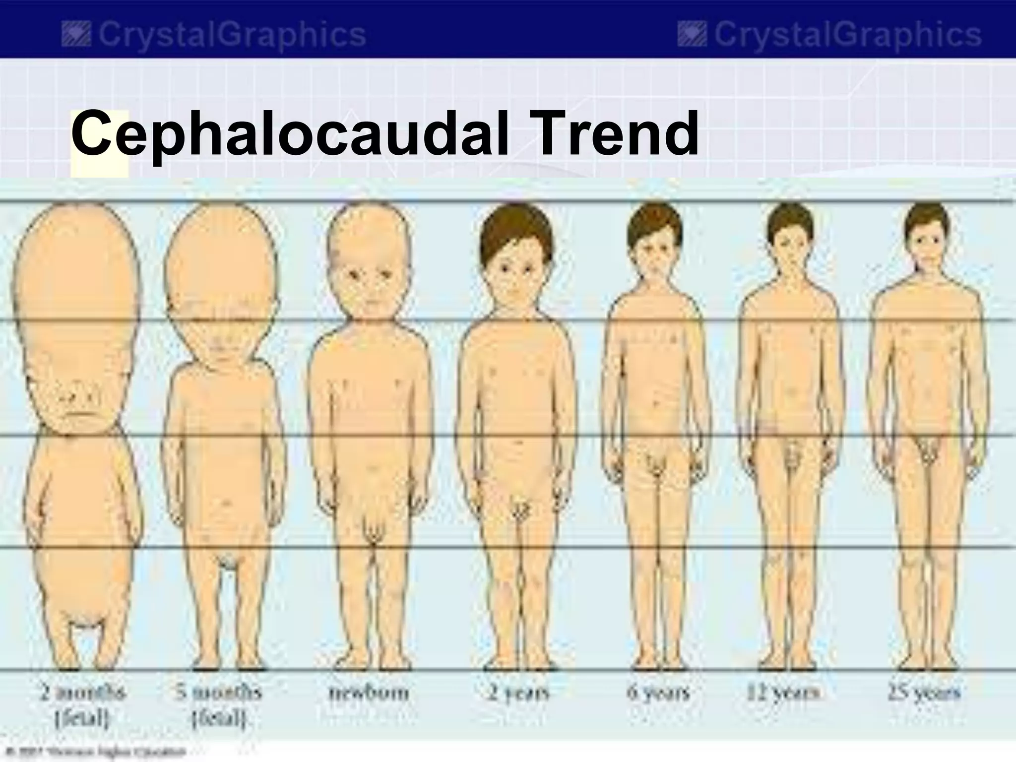 Cephalocaudal Trend
 