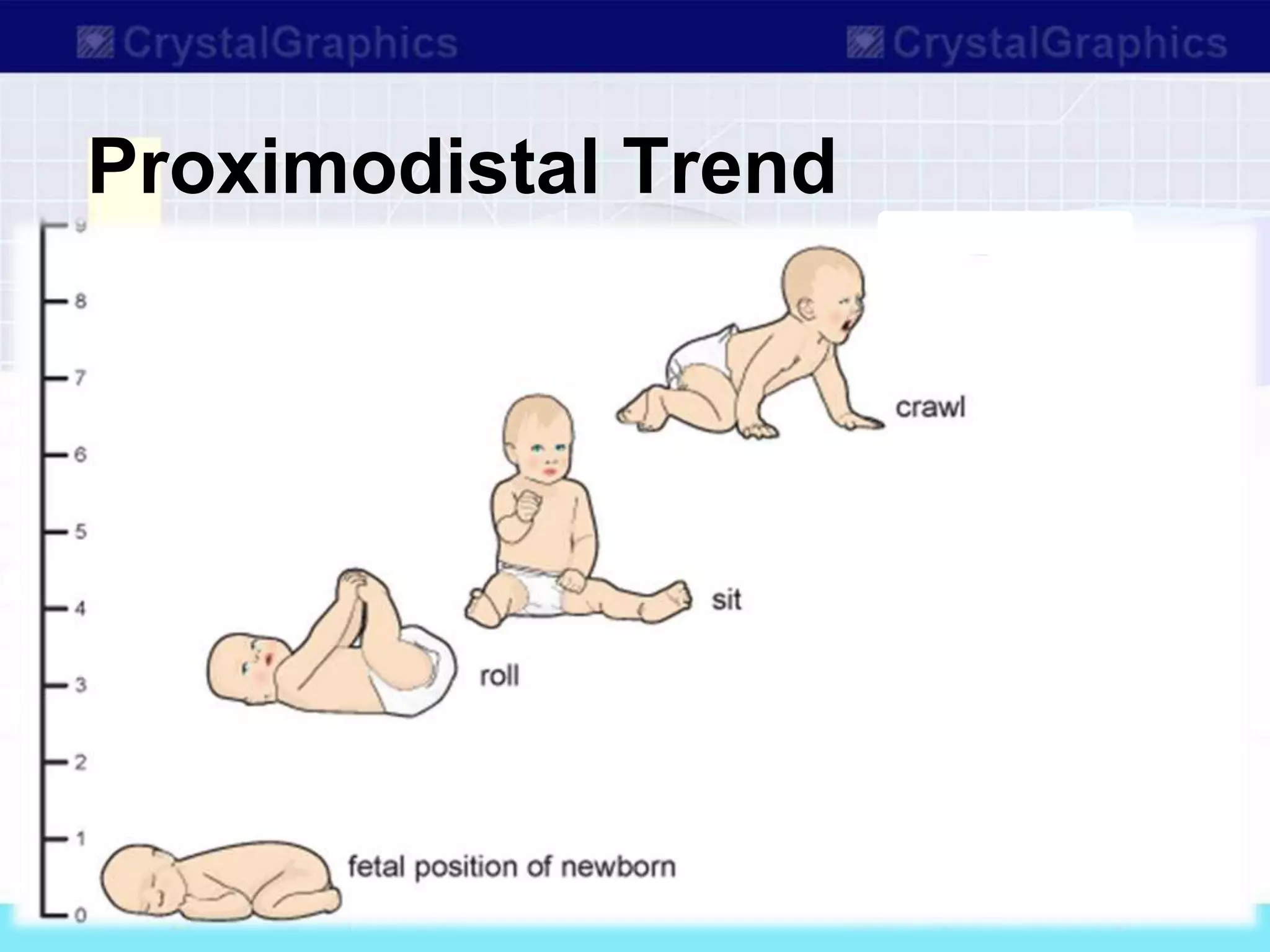 Proximodistal Trend
 