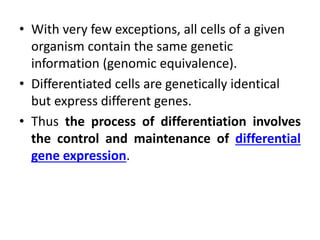 • With very few exceptions, all cells of a given
organism contain the same genetic
information (genomic equivalence).
• Differentiated cells are genetically identical
but express different genes.
• Thus the process of differentiation involves
the control and maintenance of differential
gene expression.
 