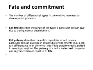 Fate and commitment
• The number of different cell types in the embryo increases as
development proceeds.
• Cell fate describes the range of cell types a particular cell can give
rise to during normal development.
• Cell potency describes the entire repertoire of cell types a
particular cell can give rise in all possible environments (e.g. a cell
can differentiate in an abnormal way if it is experimentally grafted
in an ectopic region). The potency of a cell is an intrinsic property
and is greater than or equal to its fate.
•
 
