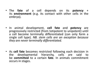 • The fate of a cell depends on its potency +
its environment (e.g. its contact with other cells in the
embryo).
• In animal development, cell fate and potency are
progressively restricted (from totipotent to unipotent) until
a cell become terminally differentiated (can only form a
single cell type). NB. stem cells are an exception because
they are never terminally differentiated.
• As cell fate becomes restricted following each decision in
the developmental hierarchy, cells are said to
be committed to a certain fate. In animals commitment
occurs in stages.
 