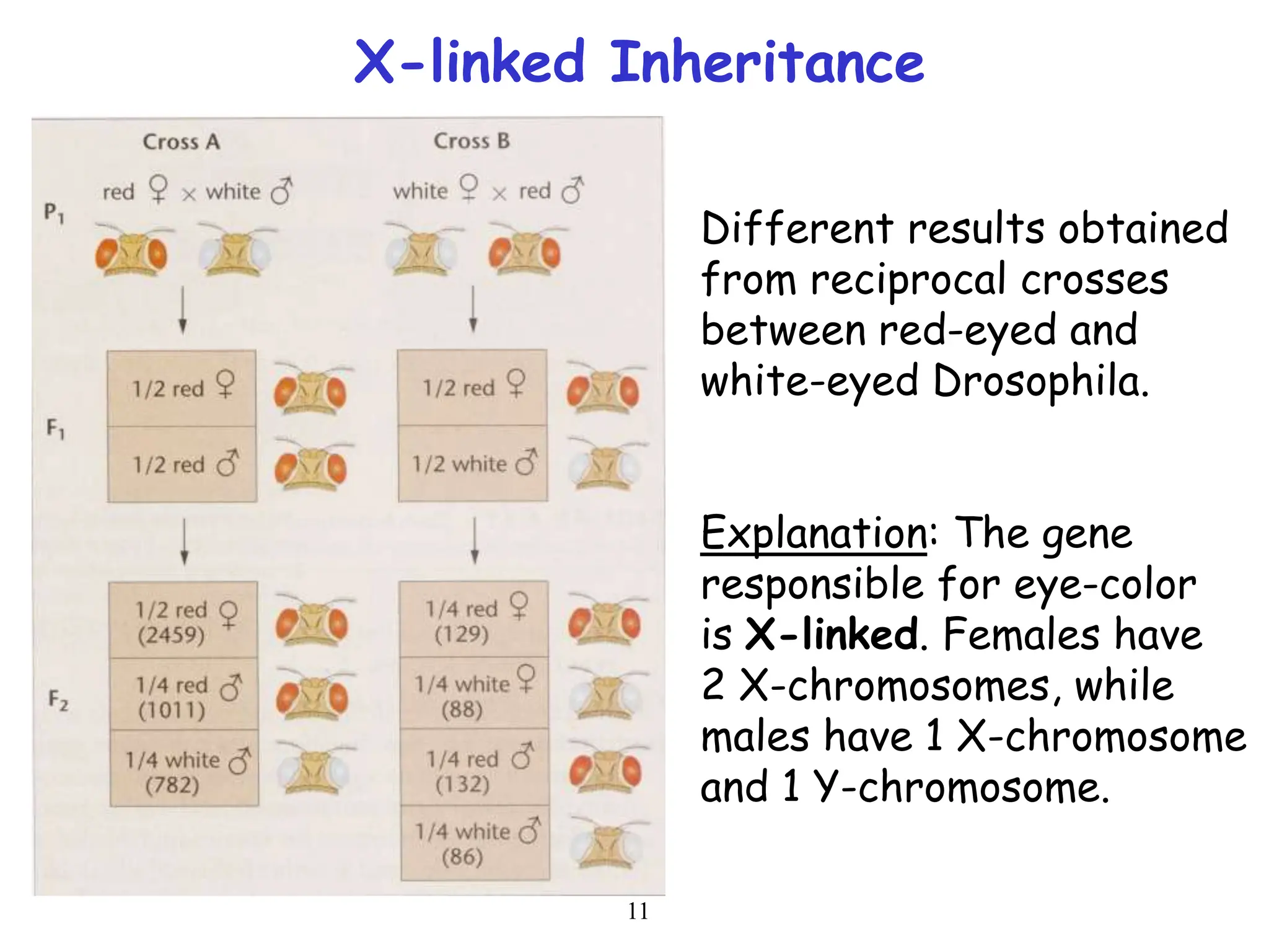 11
X-linked Inheritance
Different results obtained
from reciprocal crosses
between red-eyed and
white-eyed Drosophila.
Explanation: The gene
responsible for eye-color
is X-linked. Females have
2 X-chromosomes, while
males have 1 X-chromosome
and 1 Y-chromosome.
 
