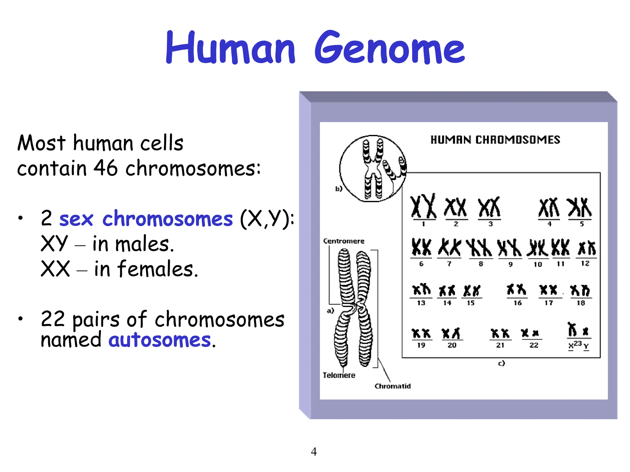 4
Human Genome
Most human cells
contain 46 chromosomes:
• 2 sex chromosomes (X,Y):
XY – in males.
XX – in females.
• 22 pairs of chromosomes
named autosomes.
 