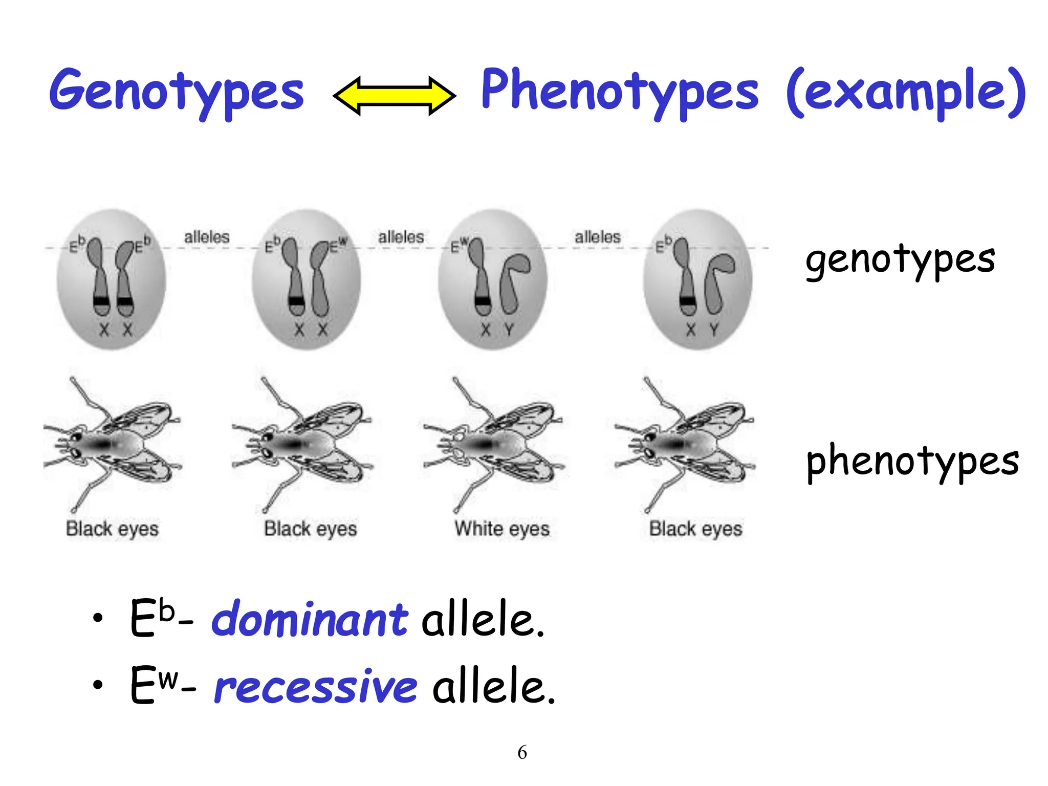 6
Genotypes Phenotypes (example)
• Eb- dominant allele.
• Ew- recessive allele.
genotypes
phenotypes
 