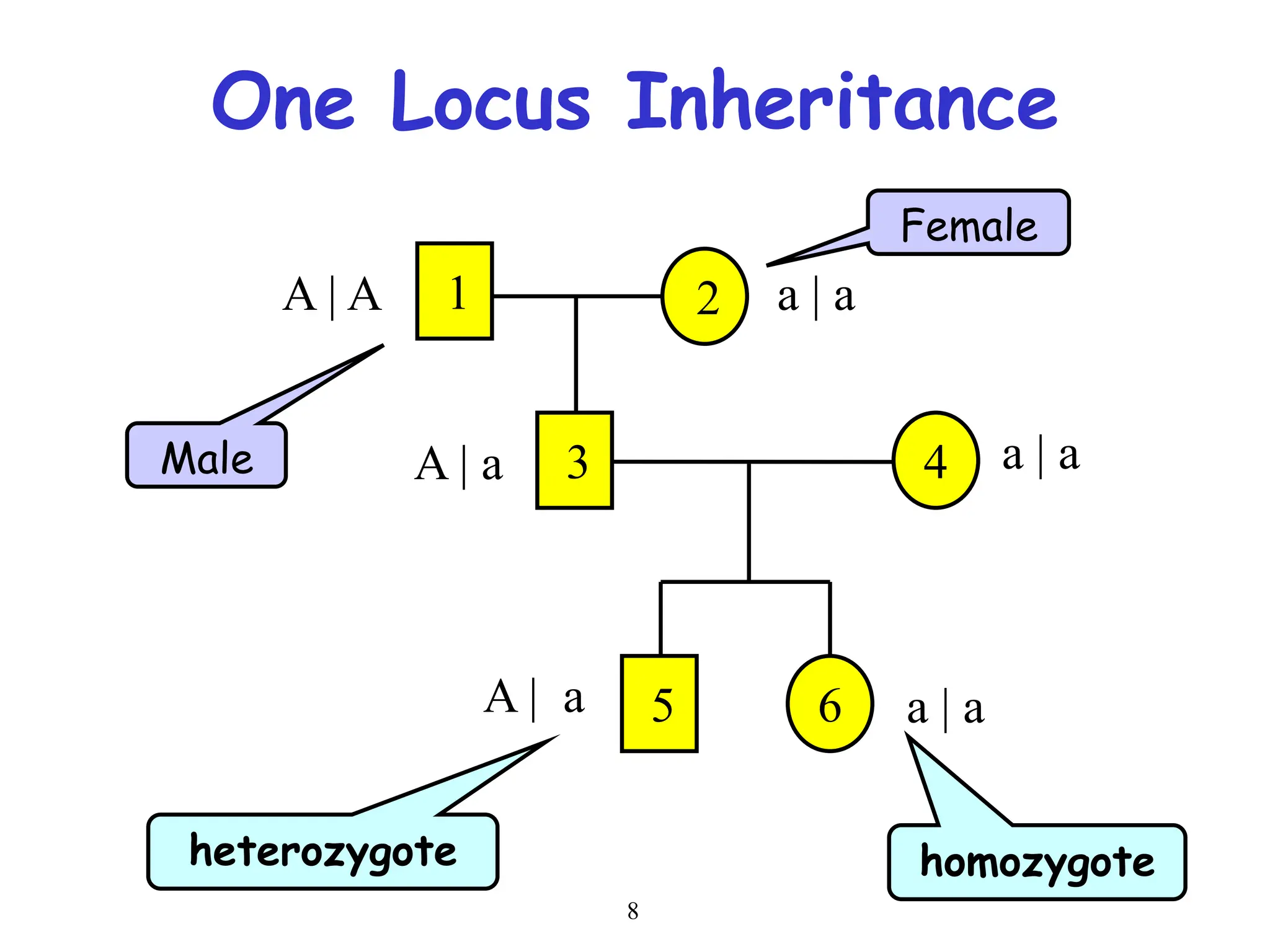 8
One Locus Inheritance
heterozygote homozygote
2
1
A | A a | a
A | a 3 4 a | a
A | a 5 6 a | a
Male
Female
 