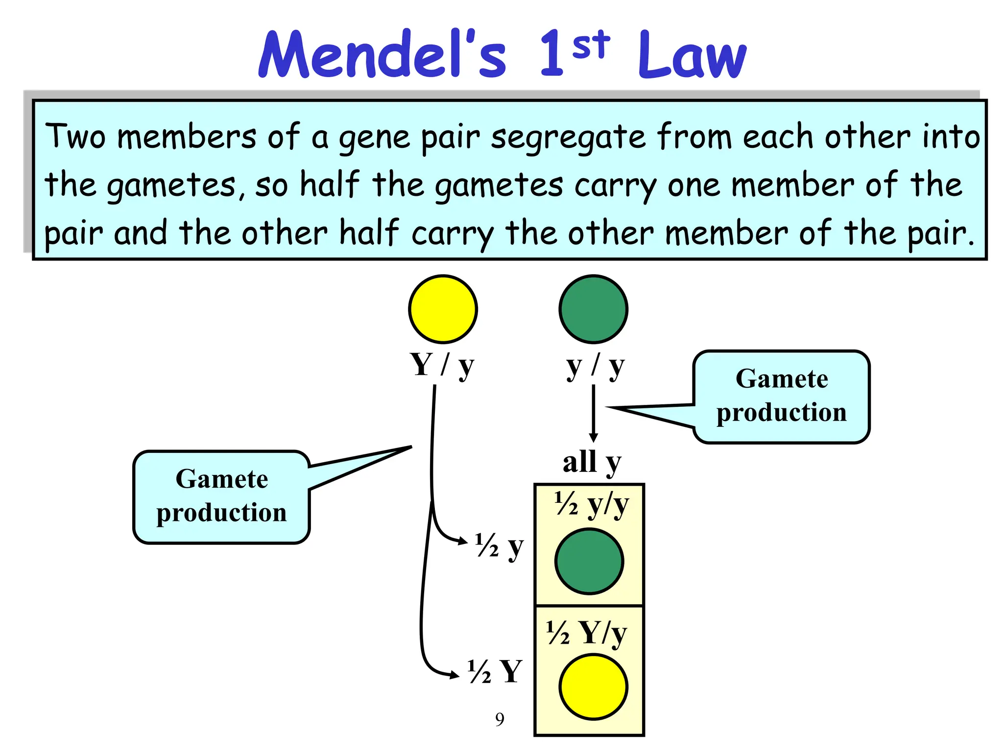 9
Two members of a gene pair segregate from each other into
the gametes, so half the gametes carry one member of the
pair and the other half carry the other member of the pair.
Mendel’s 1st Law
Y / y y / y
½ y/y
½ Y/y
½ y
½ Y
all y
Gamete
production
Gamete
production
 