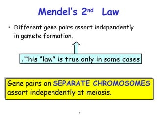 12
Mendel’s 2nd
Law
• Different gene pairs assort independently
in gamete formation.
Gene pairs on SEPARATE CHROMOSOMES
assort independently at meiosis.
This “law” is true only in some cases
.
 