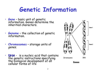 2
Genetic Information
• Gene – basic unit of genetic
information. Genes determine the
inherited characters.
• Genome – the collection of genetic
information.
• Chromosomes – storage units of
genes.
• DNA
DNA - is a nucleic acid that contains
the genetic instructions specifying
the biological development of all
cellular forms of life
 