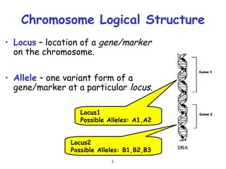 3
Chromosome Logical Structure
• Locus – location of a gene/marker
on the chromosome.
• Allele – one variant form of a
gene/marker at a particular locus.
Locus1
Possible Alleles: A1,A2
Locus2
Possible Alleles: B1,B2,B3
 