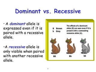 7
Dominant vs. Recessive
• A dominant allele is
expressed even if it is
paired with a recessive
allele.
•A recessive allele is
only visible when paired
with another recessive
allele.
 