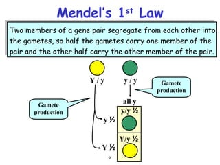 9
Two members of a gene pair segregate from each other into
the gametes, so half the gametes carry one member of the
pair and the other half carry the other member of the pair.
Mendel’s 1st
Law
Y / y y / y
½
y/y
½
Y/y
½
y
½
Y
all y
Gamete
production
Gamete
production
 
