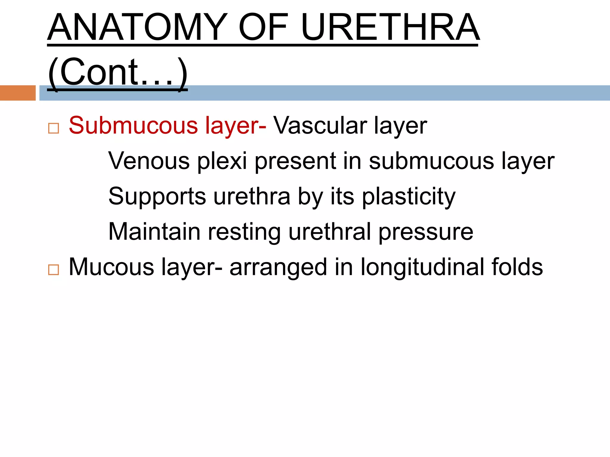 ANATOMY OF URETHRA
(Cont…)
 Submucous layer- Vascular layer
Venous plexi present in submucous layer
Supports urethra by its plasticity
Maintain resting urethral pressure
 Mucous layer- arranged in longitudinal folds
 