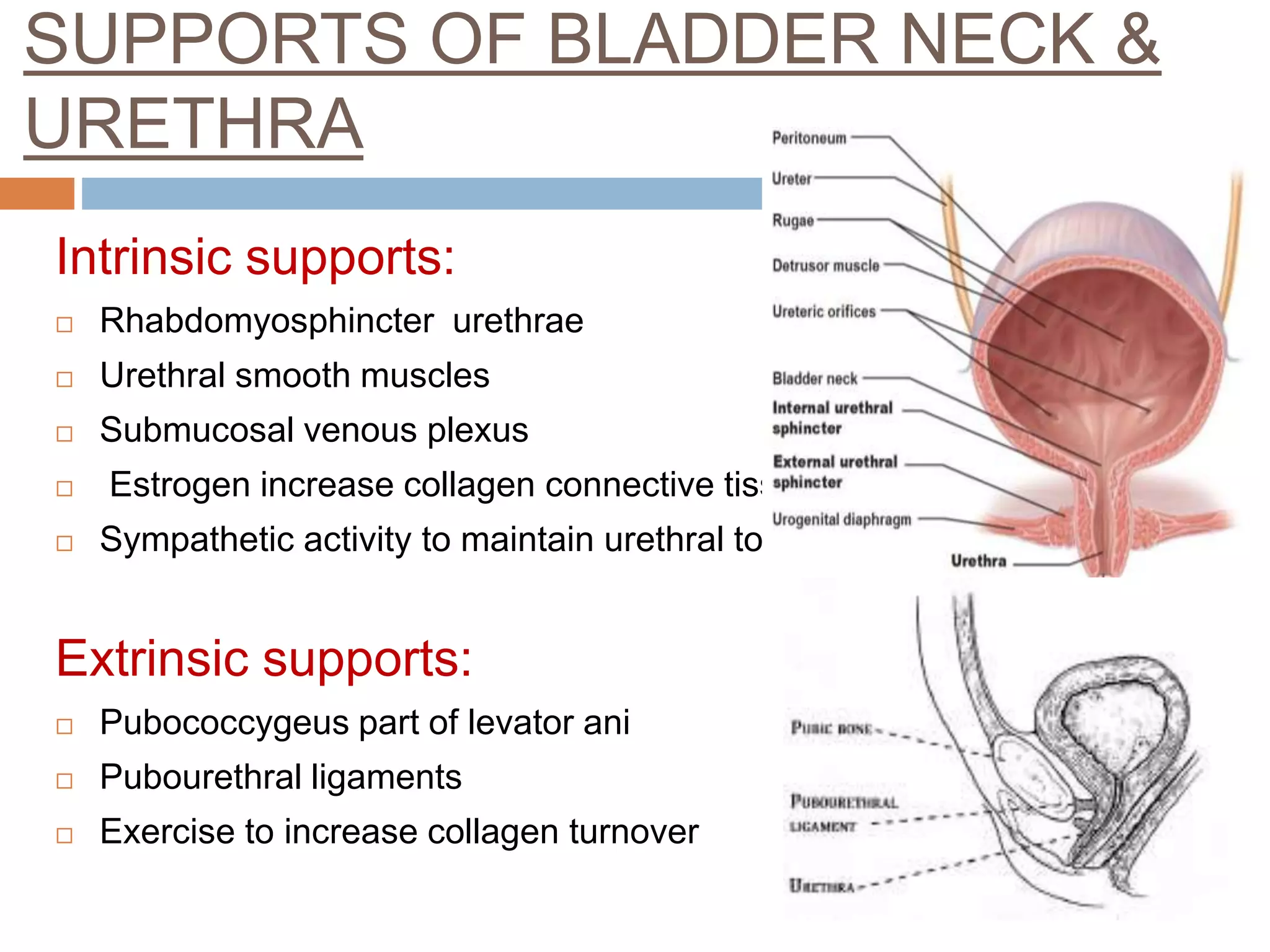 SUPPORTS OF BLADDER NECK &
URETHRA
Intrinsic supports:
 Rhabdomyosphincter urethrae
 Urethral smooth muscles
 Submucosal venous plexus
 Estrogen increase collagen connective tissue
 Sympathetic activity to maintain urethral tone
Extrinsic supports:
 Pubococcygeus part of levator ani
 Pubourethral ligaments
 Exercise to increase collagen turnover
 