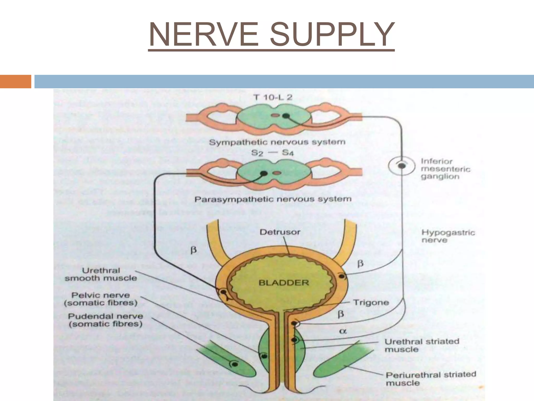 NERVE SUPPLY
 