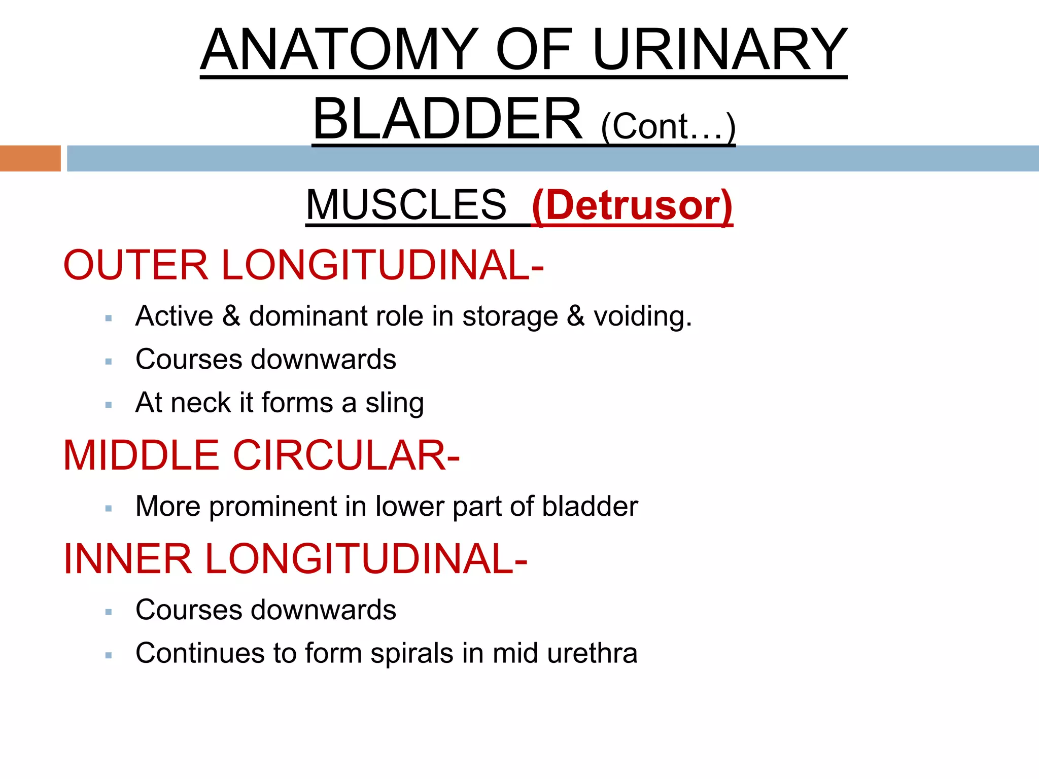 ANATOMY OF URINARY
BLADDER (Cont…)
MUSCLES (Detrusor)
OUTER LONGITUDINAL-
 Active & dominant role in storage & voiding.
 Courses downwards
 At neck it forms a sling
MIDDLE CIRCULAR-
 More prominent in lower part of bladder
INNER LONGITUDINAL-
 Courses downwards
 Continues to form spirals in mid urethra
 