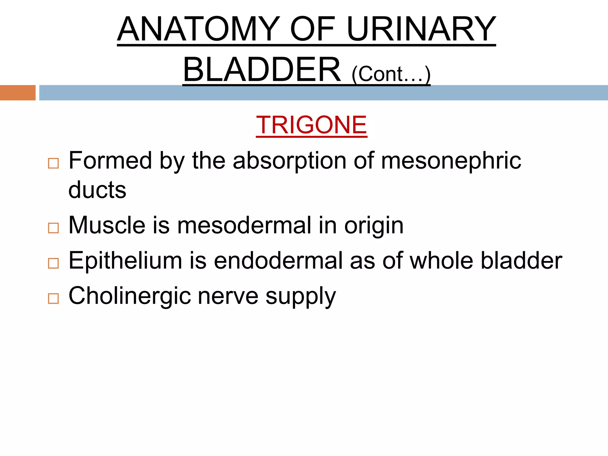 ANATOMY OF URINARY
BLADDER (Cont…)
TRIGONE
 Formed by the absorption of mesonephric
ducts
 Muscle is mesodermal in origin
 Epithelium is endodermal as of whole bladder
 Cholinergic nerve supply
 