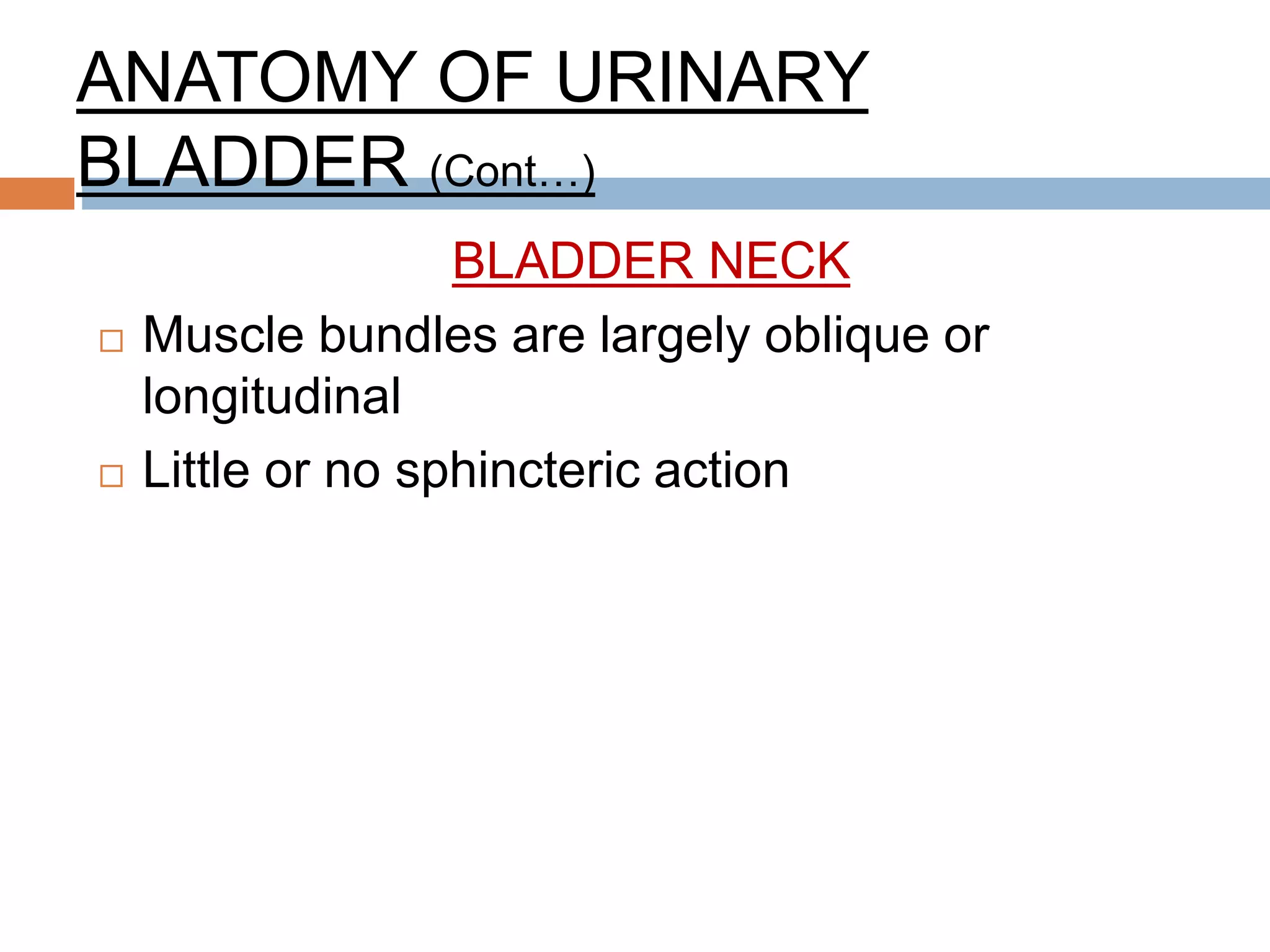 ANATOMY OF URINARY
BLADDER (Cont…)
BLADDER NECK
 Muscle bundles are largely oblique or
longitudinal
 Little or no sphincteric action
 