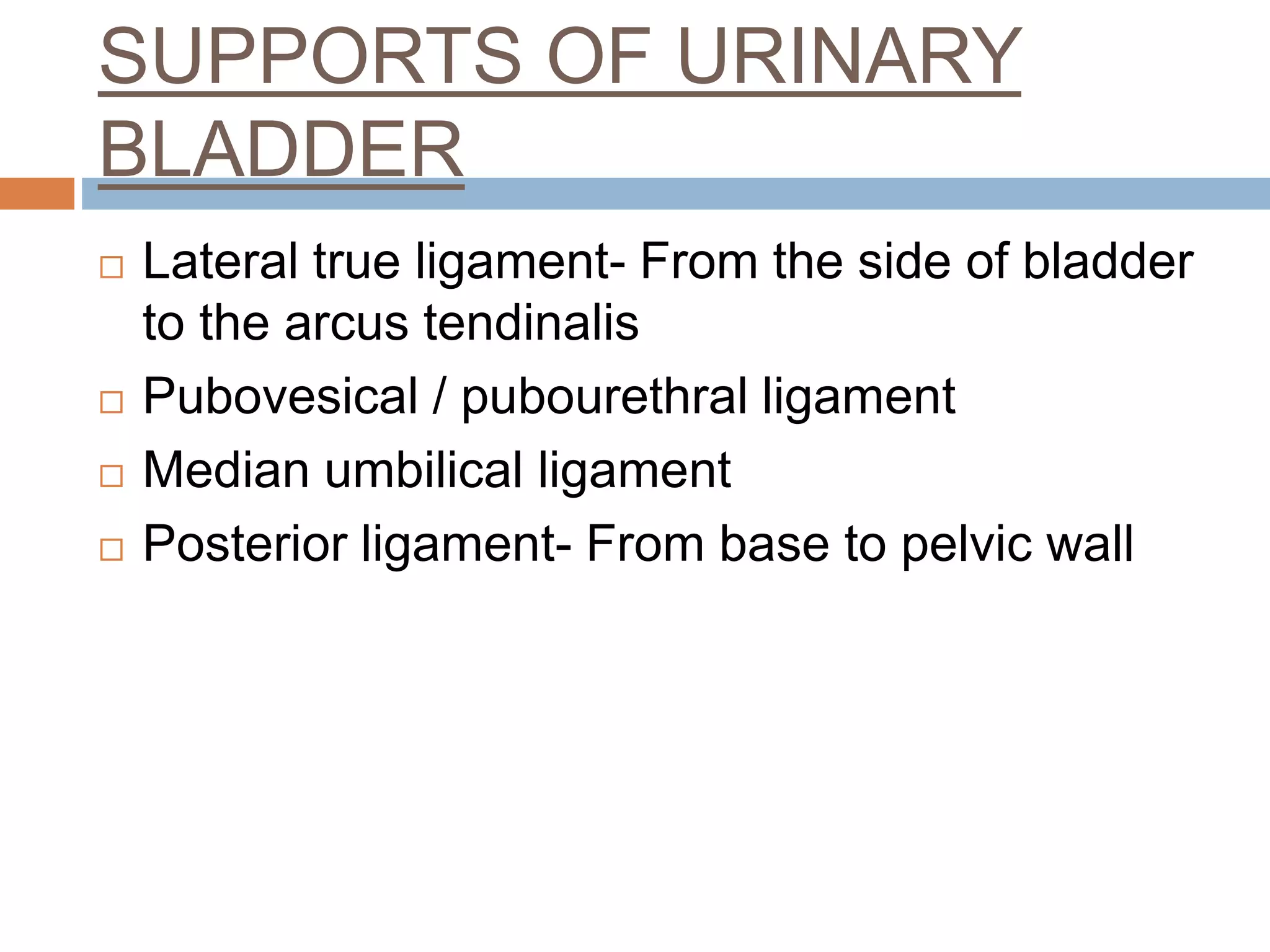 SUPPORTS OF URINARY
BLADDER
 Lateral true ligament- From the side of bladder
to the arcus tendinalis
 Pubovesical / pubourethral ligament
 Median umbilical ligament
 Posterior ligament- From base to pelvic wall
 