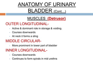 ANATOMY OF URINARY
BLADDER (Cont…)
TRIGONE
 Formed by the absorption of mesonephric
ducts
 Muscle is mesodermal in origi...