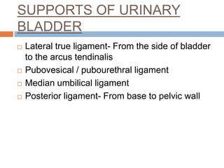 ANATOMY OF URETHRA
3 PARTS- Proximal, mid & distal urethra
 Proximal urethra- weakest part
 Fails to withstand rise of i...