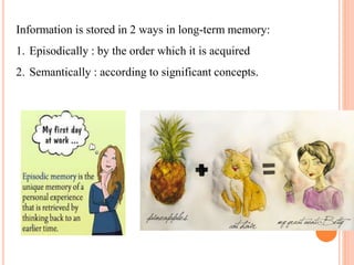 Information is stored in 2 ways in long-term memory:
1. Episodically : by the order which it is acquired
2. Semantically : according to significant concepts.
 