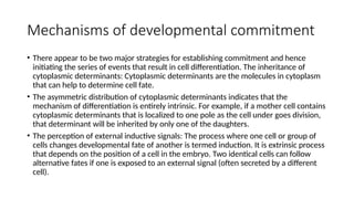 Developmental Commitment Basic Concepts of Devleopmentmjbxcvdcdcj d.pptx