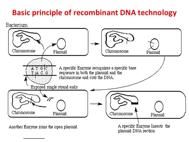 Basic Concepts Amp Scope Of Recombinant Dna Technology