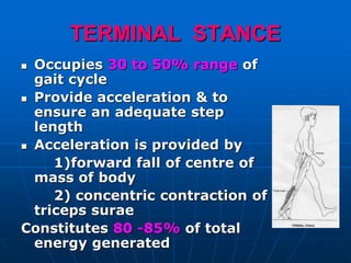 TERMINAL STANCE
 Occupies 30 to 50% range of
gait cycle
 Provide acceleration & to
ensure an adequate step
length
 Acceleration is provided by
1)forward fall of centre of
mass of body
2) concentric contraction of
triceps surae
Constitutes 80 -85% of total
energy generated
 