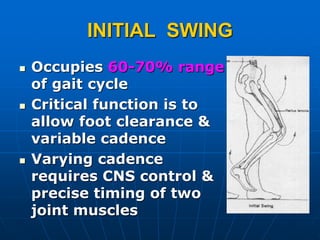 INITIAL SWING
 Occupies 60-70% range
of gait cycle
 Critical function is to
allow foot clearance &
variable cadence
 Varying cadence
requires CNS control &
precise timing of two
joint muscles
 