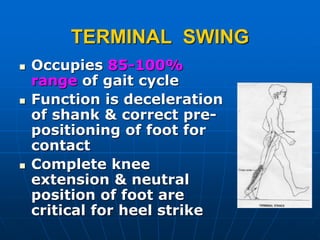TERMINAL SWING
 Occupies 85-100%
range of gait cycle
 Function is deceleration
of shank & correct pre-
positioning of foot for
contact
 Complete knee
extension & neutral
position of foot are
critical for heel strike
 