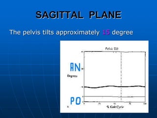 SAGITTAL PLANE
The pelvis tilts approximately 15 degree
 